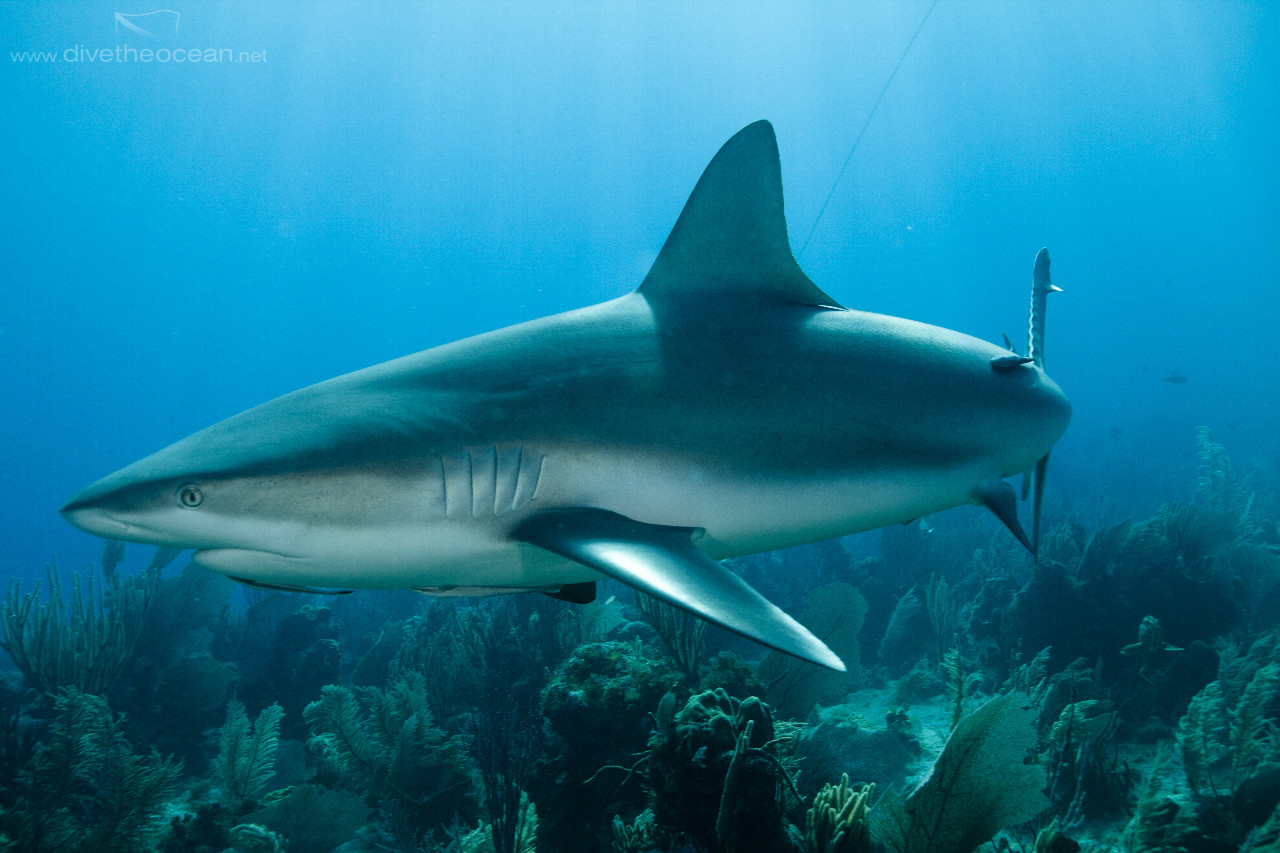 Ceribbean Shark