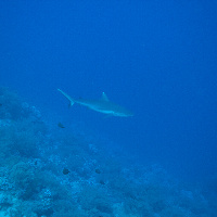 Grey Reef Shark