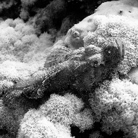 Flathead scorpionfish (Scorpaenopsis oxycephala)
