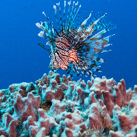 Russel's lionfish (Pterois russelli)