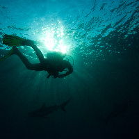 Spotting Caribbean Shark