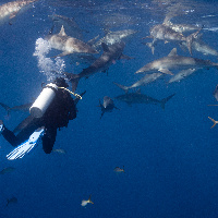 Diving with Silky Sharks