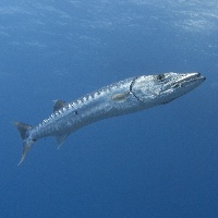 Great barracuda (Sphyraena barracuda)