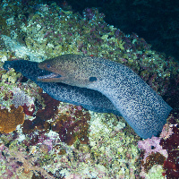 Giant moray