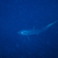 Tresher shark