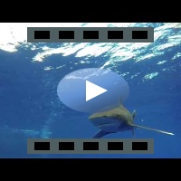 2 Oceanic White tip Sharks