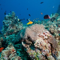Mledives Coral with domestic Clown