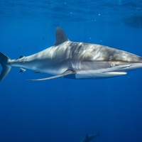 Silky sharks