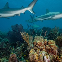 Caribbean Reef Shark