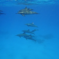 Dolphins again