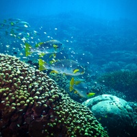 Giant Blackdot Yellowfin