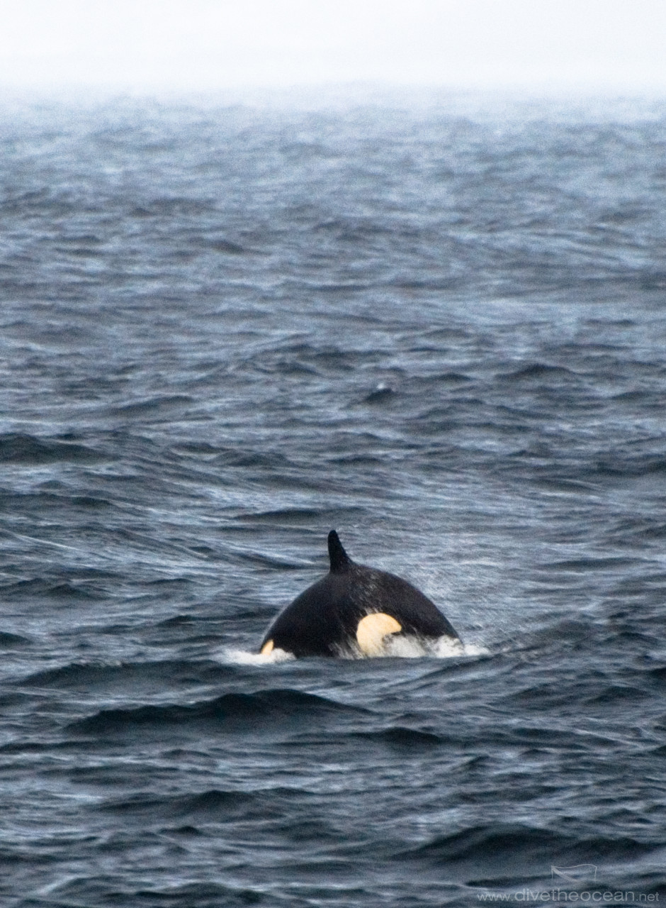 Orcas in Vestfjord, Lofoten, Norway