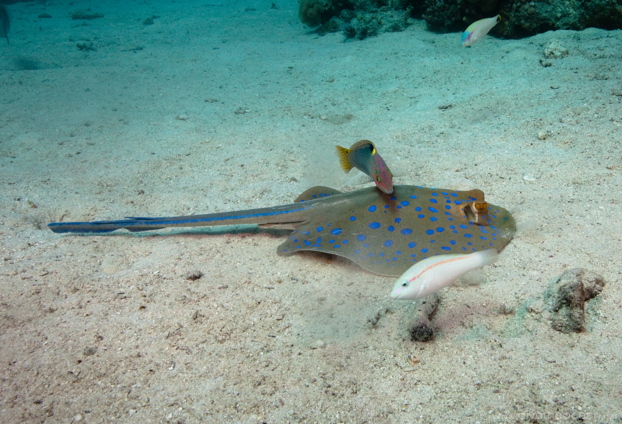 Bluespotted stingray (Taeniura lymma) & friends