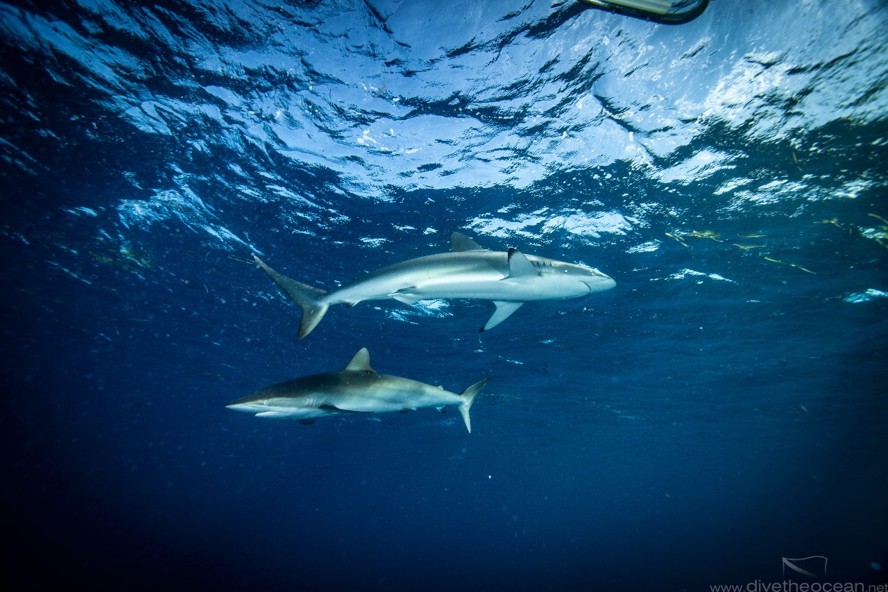 Silky sharks