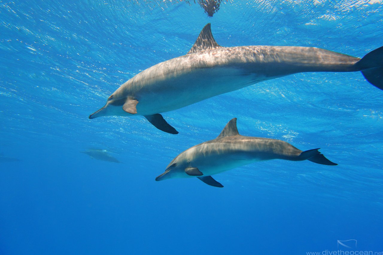 Dolphins