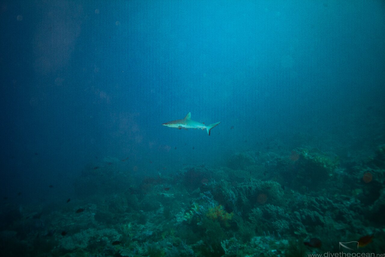 The Shark :)